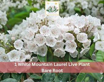 1 White Mountain Laurel Live Plant Bare Root Kalmia latifolia Garden Shrub