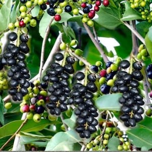 May include: Close-up of a plant with clusters of dark purple berries, green and red berries, and green leaves. The berries are round and clustered together on the branches. The leaves are a vibrant green color.