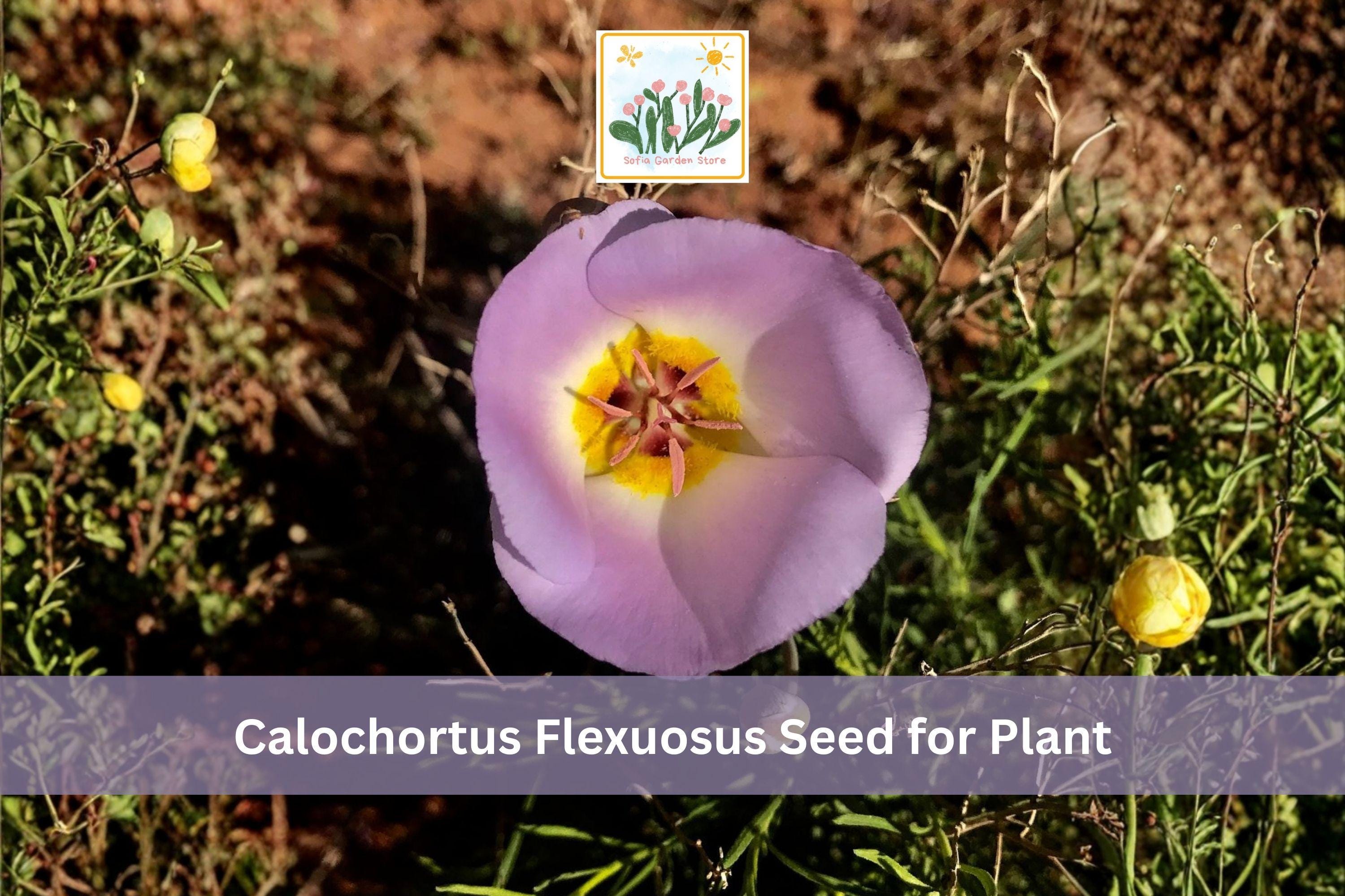 30 Winding Mariposa Lily Seeds | Native Wildflower - Etsy