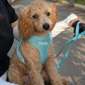 Personalized Comfort Dog Harness and Leash Set | Custom Embroidered Name Harness for Small & Medium Pets | Cat Dog Walking Set