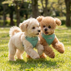 May include: Two small, fluffy dogs playing on grass. One is cream-coloured, the other is brown. Both wear teal harnesses with names: "OSCAR" and "LUNA". The dogs are mid-air, appearing to run and play in the sunlight.