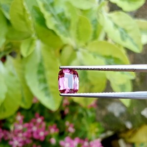 May include: A cushion-cut, pink gemstone is held by tweezers against a backdrop of green and pink foliage. The gemstone has a rectangular shape with rounded corners and a faceted surface, reflecting light. The tweezers are silver-colored.