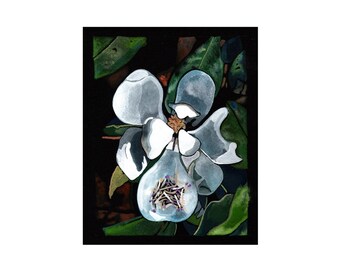 Magnolia tree flower limited edition print; Tower Grove Park trees; night flowers