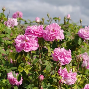Puede incluir: Primer plano de rosas rosas vibrantes en plena floración, mostrando pétalos en capas y un exuberante fondo de follaje verde. La imagen captura la belleza de un jardín de rosas, con varios capullos y flores en varias etapas.