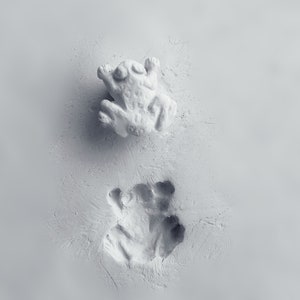 May include: A white, textured frog figurine with detailed features, positioned above a matching frog footprint impression. The monochromatic image highlights the frog's form and the texture of the surface.
