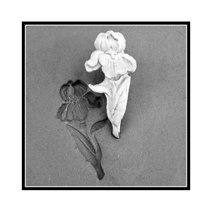May include: A monochrome image shows a sculpted iris flower. A three-dimensional white iris blossom is positioned above a recessed, darker iris impression. The background is a textured, grey surface, framed by a black border. The floral design is detailed.