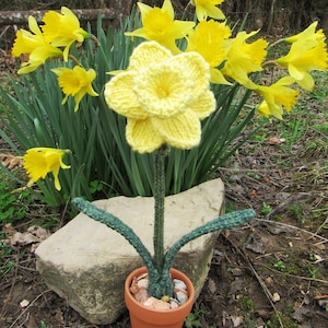 Hand Knitted Classic 11" Yellow Daffodil Flower - Terra Cotta Mini Pot - River Rock