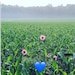 Mary Prairie