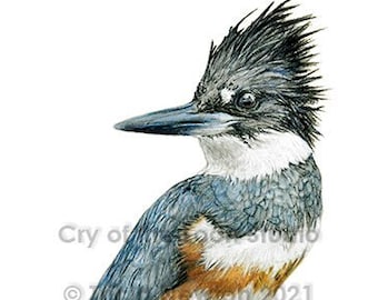 Belted Kingfisher original colored pencil art print