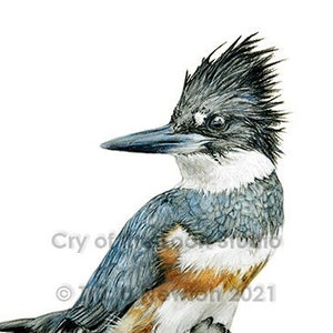Belted Kingfisher original colored pencil art reproduction