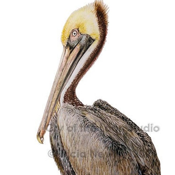 Brown Pelican original colored pencil art print