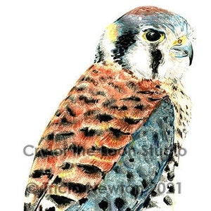 Amerikanischer Kestrel Original Buntstift-Kunstdruck
