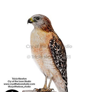 Red Shouldered Hawk original colored pencil drawing print