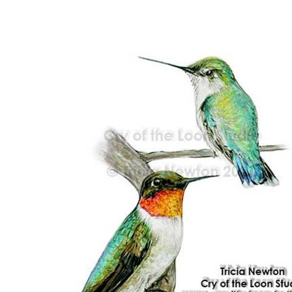 Ruby Throated Hummingbird Pair original colored pencil artwork print