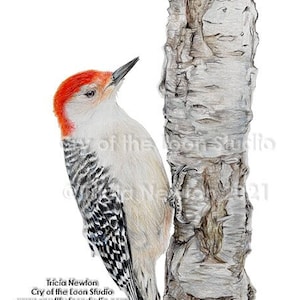 Red-bellied Woodpecker original colored pencil art reproduction