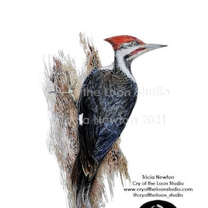 Pileated Woodpecker original colored pencil art print