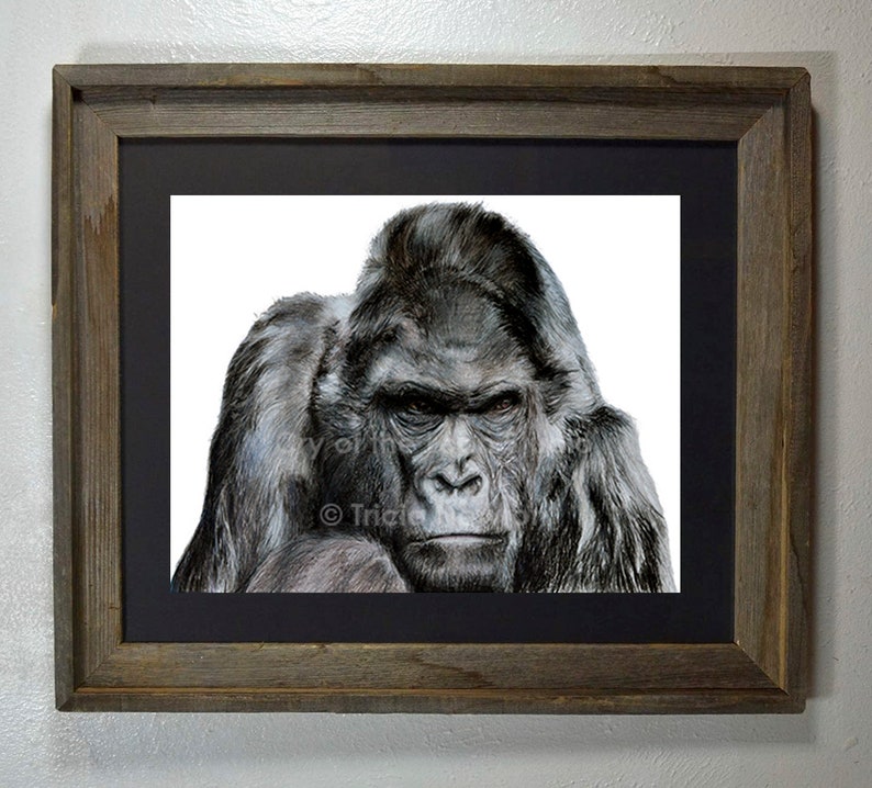 Original Colored Pencil Gorilla Drawing Art Print Etsy
