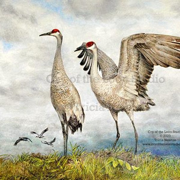 Original Sandhill Crane colored pencil drawing reproduction