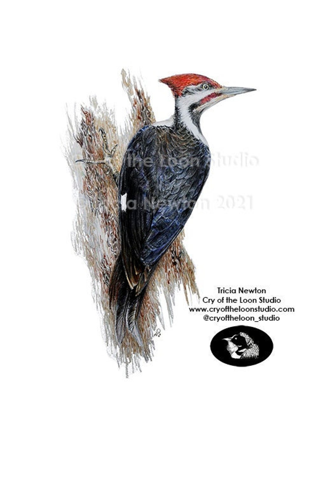 Pileated Woodpecker Original Colored Pencil Art Print
