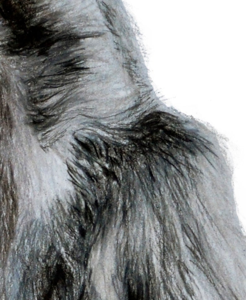 Original Colored Pencil Gorilla Drawing Art Print Etsy