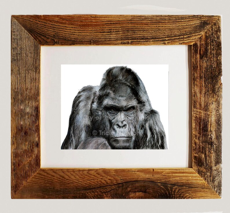 Original Colored Pencil Gorilla Drawing Art Print Etsy