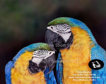 Blue and Gold Macaws original colored pencil drawing print