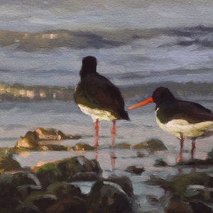 Oystercatchers