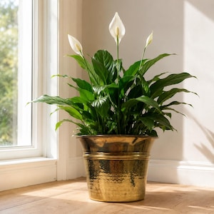 Peut inclure: Un lys de la paix aux feuilles vert foncé et trois fleurs blanches en forme de spathe, planté dans un pot en laiton martelé. Le contenant métallique présente un large rebord et une surface texturée et alvéolée qui reflète la lumière.