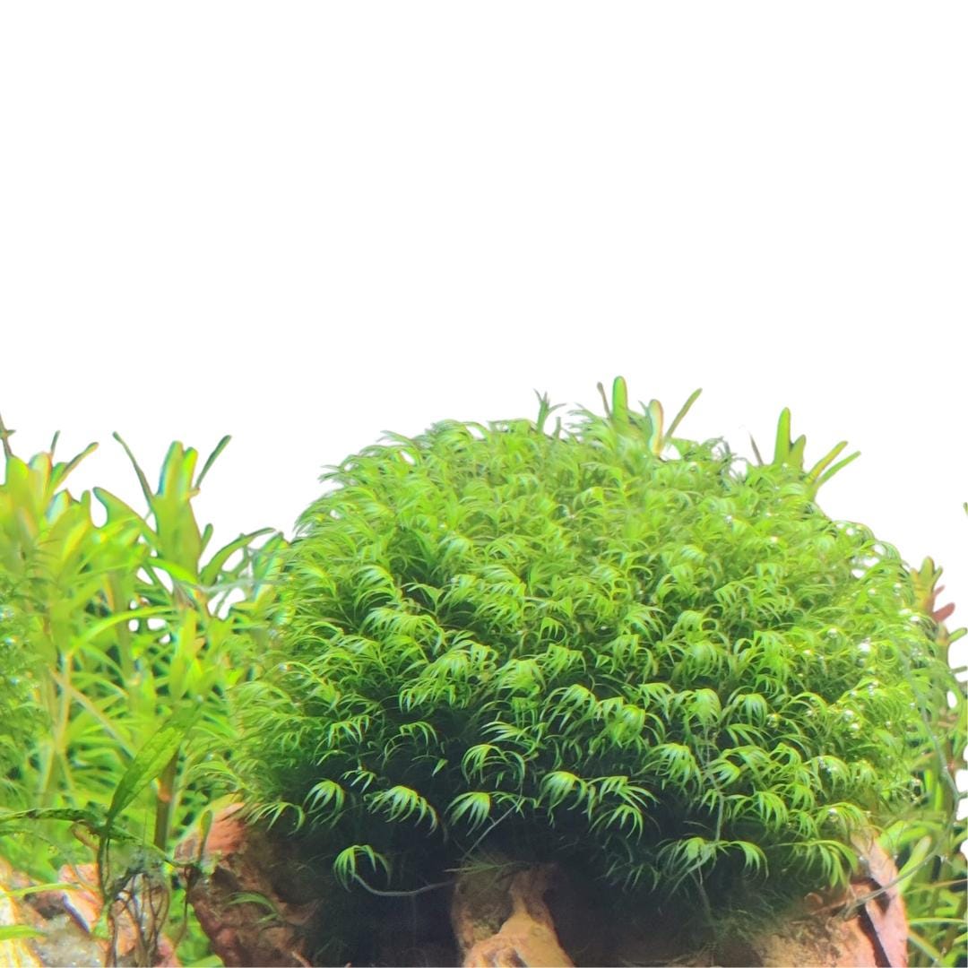 Rare Phoenix Moss (fissidens Fontanus) Premium Quality Live Aquarium ...