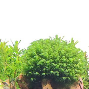 May include: A close-up of a bright green aquatic plant, possibly moss, with a dense, textured appearance. The plant features many small, delicate leaves, giving it a lush, full look. Other green plants are visible in the background, against a white backdrop.