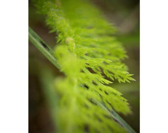 Greenery Photography Print
