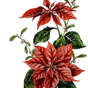 Christmas Poinsettia: Euphorbia pulcherrima, Watercolor, Botanical Illustration, Giclee Print, Holiday Decor, Christmas painting, Wall Art