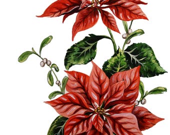 Christmas Poinsettia: Euphorbia pulcherrima, Watercolor, Botanical Illustration, Giclee Print, Holiday Decor, Christmas painting, Wall Art