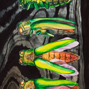 Emerald Ash Borer: Agrilus planipennis, Watercolor Giclee Art Print, Natural History Illustration, Entomology, Bug Portrait, Wall Decor
