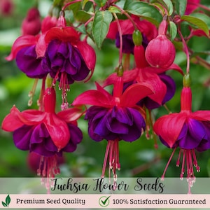 May include: A cluster of fuchsia flowers featuring vibrant magenta sepals and deep purple petals. The blossoms hang downward with prominent stamens. Text at the bottom reads: Fuchsia Flower Seeds, Premium Seed Quality, 100% Satisfaction Guaranteed.