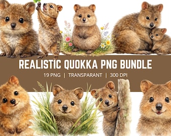 Realistisches Quokka PNG Bundle, süßes Quokka Clipart, australisches Tier PNG, Quokka Aquarell Clipart, Wildtier-Bundle, 19 PNG