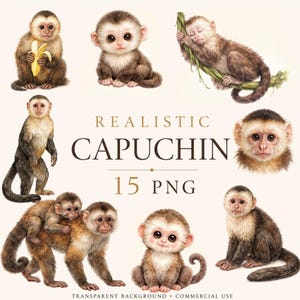 Pode incluir: Uma coleção digital de 15 ilustrações realistas de macacos-prego em várias poses, incluindo um macaco segurando uma banana, um macaco dormindo em um galho e uma mãe carregando seu filhote. O texto diz REALISTIC CAPUCHIN 15 PNG.