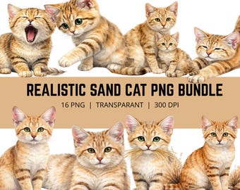 Realistische Sandkatze PNG Bundle, Sandkatze Clipart, Wüstenkatze Illustration, Wildkatze PNG, Realistische Sandkatze Clipart, 16 PNG