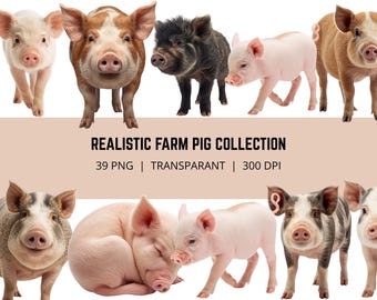 Realistisches Schwein PNG-Bundle, Schwein Clipart, Bauernhof Tiere PNG, Schweinerassen Sammlung, Realistische Bauernhoftiere, 39 PNG