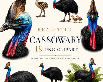 Bundle PNG réaliste de casoar, clipart oiseau tropical, la faune oiseau PNG, clipart oiseau exotique, PNG Transparent, usage Commercial