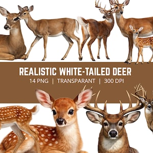 Könnte beinhalten: Eine Sammlung realistischer Illustrationen von Weißwedelhirschen in verschiedenen Posen, darunter eine liegende Hirschkuh, ein Hirsch mit Geweih und ein geflecktes Kitz. Der Text lautet REALISTIC WHITE-TAILED DEER 14 PNG | TRANSPARANT | 300 DPI.