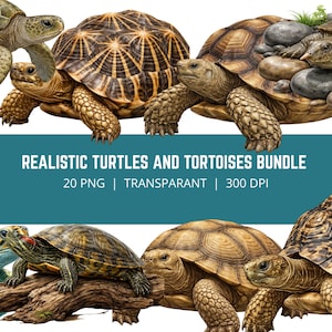 Peut inclure: Une collection numérique de tortues terrestres et aquatiques réalistes présentant diverses espèces avec des textures de carapace et de peau détaillées. Le graphique inclut 20 fichiers PNG avec des fonds transparents et le texte REALISTIC TURTLES AND TORTOISES BUNDLE.