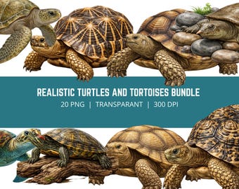 20 realistische Schildkröte PNG-Bundle, Schildkröte Clipart, Schildkröte PNG, Meeresschildkröte Clipart, Reptil Illustration Bundle, Wildtier PNG