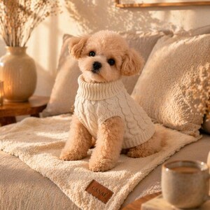 以下が含まれることがあります： クリーム色のケーブルニットのセーターを着た、小さな薄茶色の犬が、お揃いの毛布の上に座っています。犬はベージュのソファに座っており、クッションがあり、自然光で暖かく照らされています。