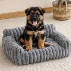 Puede incluir: Un cachorro de pastor alemán con pelaje negro y marrón está sentado en una cama para perros gris y afelpada. La cama tiene un diseño acanalado y está colocada sobre una alfombra de color claro. Una planta en maceta está en el fondo.