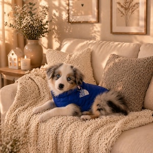 Peut inclure: Un chiot Berger Australien aux yeux bleus portant un gilet bleu avec un logo blanc, reposant sur une couverture en tricot crème sur un canapé beige. Des coussins décoratifs et des œuvres d'art encadrées sont en arrière-plan.
