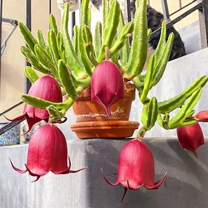 Stapelia Black bells Succulent Plant, dark red bell Flowers, Rooted Stems (4 inch pot)