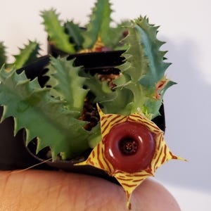 Huernia Zebrina Lifesaver Plant, Rooted Stems, Star-Shaped Flowers (2 Inch Pot)