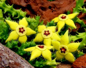 Orbea semota lutea Succulent Plant, Yellow Star Flowers, Rooted Stems (2 inch pot)