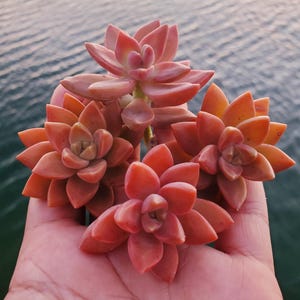 May include: Close-up of several orange-red succulents with multiple rosettes. The succulent leaves are thick and fleshy, with a slight point at the tips. The background is a blurred view of water.